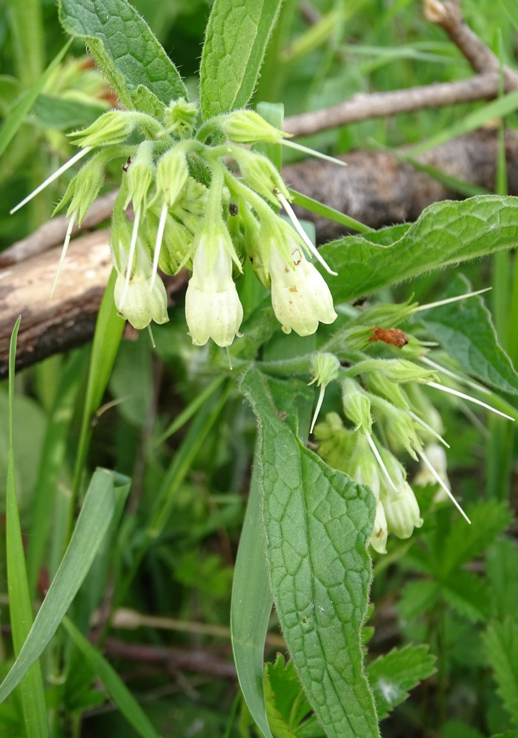 Symphytum officinale?